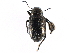  ( - CCDB-28940-E01)  @11 [ ] CreativeCommons - Attribution (2015) CBG Photography Group Centre for Biodiversity Genomics