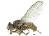  ( - CCDB-28943-C07)  @13 [ ] CreativeCommons - Attribution (2015) CBG Photography Group Centre for Biodiversity Genomics