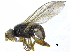 (Elachiptera flaviceps - CCDB-28943-C09)  @14 [ ] CreativeCommons - Attribution (2015) CBG Photography Group Centre for Biodiversity Genomics