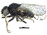  (Malloewia neglecta - CCDB-28943-D01)  @11 [ ] CreativeCommons - Attribution (2015) CBG Photography Group Centre for Biodiversity Genomics