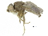  ( - CCDB-28943-G09)  @11 [ ] CreativeCommons - Attribution (2015) CBG Photography Group Centre for Biodiversity Genomics