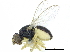  (Liohippelates pallipes - CCDB-28943-H01)  @14 [ ] CreativeCommons - Attribution (2015) CBG Photography Group Centre for Biodiversity Genomics