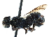  (Heriades variolosa - CCDB-28944-B05)  @11 [ ] CreativeCommons - Attribution (2015) CBG Photography Group Centre for Biodiversity Genomics