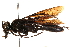  (Sphex pensylvanicus - CCDB-28944-C07)  @11 [ ] CreativeCommons - Attribution (2015) CBG Photography Group Centre for Biodiversity Genomics