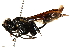 ( - CCDB-28944-C11)  @11 [ ] CreativeCommons - Attribution (2015) CBG Photography Group Centre for Biodiversity Genomics