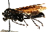 ( - CCDB-28944-C12)  @11 [ ] CreativeCommons - Attribution (2015) CBG Photography Group Centre for Biodiversity Genomics
