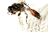  ( - CCDB-28944-E10)  @11 [ ] CreativeCommons - Attribution (2015) CBG Photography Group Centre for Biodiversity Genomics