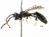 (Mimumesa mellipes - CCDB-28944-F01)  @11 [ ] CreativeCommons - Attribution (2015) CBG Photography Group Centre for Biodiversity Genomics