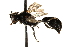  ( - CCDB-28944-F04)  @11 [ ] CreativeCommons - Attribution (2015) CBG Photography Group Centre for Biodiversity Genomics