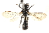  ( - CCDB-28944-F04)  @11 [ ] CreativeCommons - Attribution (2015) CBG Photography Group Centre for Biodiversity Genomics