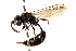  (Pseneo kohlii - CCDB-28944-F07)  @11 [ ] CreativeCommons - Attribution (2015) CBG Photography Group Centre for Biodiversity Genomics