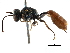  ( - CCDB-28944-G01)  @13 [ ] CreativeCommons - Attribution (2015) CBG Photography Group Centre for Biodiversity Genomics