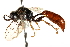 (Psen - CCDB-28944-G02)  @14 [ ] CreativeCommons - Attribution (2015) CBG Photography Group Centre for Biodiversity Genomics