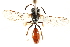  ( - CCDB-28944-G02)  @13 [ ] CreativeCommons - Attribution (2015) CBG Photography Group Centre for Biodiversity Genomics