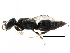  ( - CCDB-28944-G10)  @11 [ ] CreativeCommons - Attribution (2015) CBG Photography Group Centre for Biodiversity Genomics