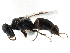  ( - CCDB-28944-G11)  @11 [ ] CreativeCommons - Attribution (2015) CBG Photography Group Centre for Biodiversity Genomics