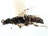  ( - CCDB-28944-G12)  @11 [ ] CreativeCommons - Attribution (2015) CBG Photography Group Centre for Biodiversity Genomics