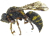  ( - CCDB-28945-A11)  @11 [ ] CreativeCommons - Attribution (2015) CBG Photography Group Centre for Biodiversity Genomics