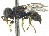  ( - CCDB-28945-D10)  @11 [ ] CreativeCommons - Attribution (2015) CBG Photography Group Centre for Biodiversity Genomics