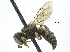  ( - CCDB-28945-D05)  @11 [ ] CreativeCommons - Attribution (2015) CBG Photography Group Centre for Biodiversity Genomics