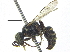  ( - CCDB-28945-D06)  @11 [ ] CreativeCommons - Attribution (2015) CBG Photography Group Centre for Biodiversity Genomics