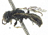  ( - CCDB-28945-D11)  @11 [ ] CreativeCommons - Attribution (2015) CBG Photography Group Centre for Biodiversity Genomics