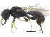  (Oxybelus sericeus - CCDB-28945-C08)  @11 [ ] CreativeCommons - Attribution (2015) CBG Photography Group Centre for Biodiversity Genomics