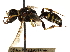  ( - CCDB-28945-C10)  @11 [ ] CreativeCommons - Attribution (2015) CBG Photography Group Centre for Biodiversity Genomics