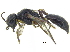  (Oxybelus subulatus - CCDB-28945-D01)  @11 [ ] CreativeCommons - Attribution (2015) CBG Photography Group Centre for Biodiversity Genomics