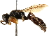  (Crabro digitatus - CCDB-28945-E07)  @11 [ ] CreativeCommons - Attribution (2015) CBG Photography Group Centre for Biodiversity Genomics