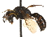  (Crabro tenuiglossa - CCDB-28945-E08)  @11 [ ] CreativeCommons - Attribution (2015) CBG Photography Group Centre for Biodiversity Genomics