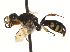  ( - CCDB-28945-E09)  @11 [ ] CreativeCommons - Attribution (2015) CBG Photography Group Centre for Biodiversity Genomics
