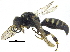  (Crabro vernalis - CCDB-28945-E11)  @11 [ ] CreativeCommons - Attribution (2015) CBG Photography Group Centre for Biodiversity Genomics
