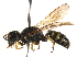  ( - CCDB-28945-F03)  @11 [ ] CreativeCommons - Attribution (2015) CBG Photography Group Centre for Biodiversity Genomics
