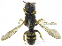  ( - CCDB-28945-F04)  @11 [ ] CreativeCommons - Attribution (2015) CBG Photography Group Centre for Biodiversity Genomics