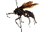  ( - CCDB-28945-H05)  @11 [ ] CreativeCommons - Attribution (2015) CBG Photography Group Centre for Biodiversity Genomics