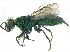  ( - CCDB-28946-B07)  @11 [ ] CreativeCommons - Attribution (2015) CBG Photography Group Centre for Biodiversity Genomics