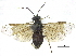  ( - CCDB-28946-D01)  @12 [ ] CreativeCommons - Attribution (2015) CBG Photography Group Centre for Biodiversity Genomics