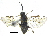 ( - CCDB-28946-D07)  @11 [ ] CreativeCommons - Attribution (2015) CBG Photography Group Centre for Biodiversity Genomics