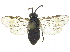 ( - CCDB-28946-D08)  @11 [ ] CreativeCommons - Attribution (2015) CBG Photography Group Centre for Biodiversity Genomics