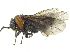  ( - CCDB-28946-F05)  @11 [ ] CreativeCommons - Attribution (2015) CBG Photography Group Centre for Biodiversity Genomics