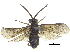  ( - CCDB-28946-F07)  @11 [ ] CreativeCommons - Attribution (2015) CBG Photography Group Centre for Biodiversity Genomics