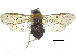  (Paracharactus niger - CCDB-28946-G01)  @11 [ ] CreativeCommons - Attribution (2015) CBG Photography Group Centre for Biodiversity Genomics