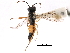  (Taxonus borealis - CCDB-28947-A08)  @13 [ ] CreativeCommons - Attribution (2015) CBG Photography Group Centre for Biodiversity Genomics