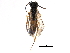  ( - CCDB-28947-A09)  @13 [ ] CreativeCommons - Attribution (2015) CBG Photography Group Centre for Biodiversity Genomics