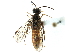  ( - CCDB-28947-A12)  @11 [ ] CreativeCommons - Attribution (2015) CBG Photography Group Centre for Biodiversity Genomics