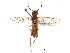  (Taxonus spiculatus - CCDB-28947-B04)  @11 [ ] CreativeCommons - Attribution (2015) CBG Photography Group Centre for Biodiversity Genomics