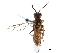  ( - CCDB-28947-B05)  @11 [ ] CreativeCommons - Attribution (2015) CBG Photography Group Centre for Biodiversity Genomics