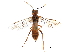  ( - CCDB-28947-B06)  @11 [ ] CreativeCommons - Attribution (2015) CBG Photography Group Centre for Biodiversity Genomics