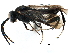  ( - CCDB-28947-C05)  @12 [ ] CreativeCommons - Attribution (2015) CBG Photography Group Centre for Biodiversity Genomics